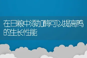 在日粮中添加酶可以提高鸭的生长性能