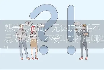 想养只狗狗，无体味长毛不易皮肤病，不爱叫的狗有哪些？