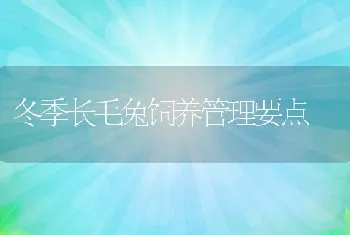 冬季长毛兔饲养管理要点