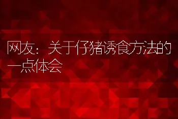 网友：关于仔猪诱食方法的一点体会