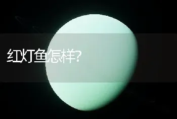 红灯鱼怎样？