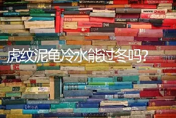 怎样缓解丢猫的伤心情绪？