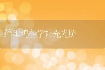 给蛋鸡科学补充光照