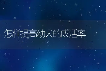 怎样提高幼犬的成活率