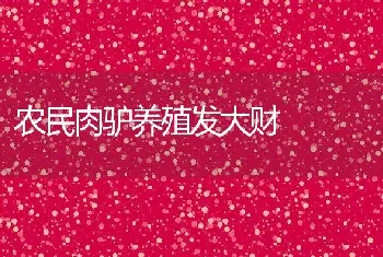 农民肉驴养殖发大财