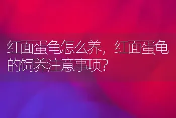 想买一只孟买猫，但是，怎么那么贵啊，啊啊啊？