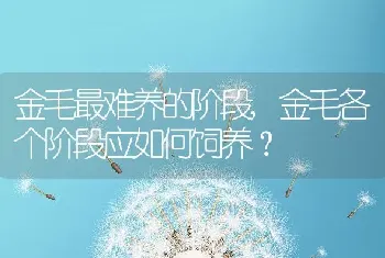 金毛最难养的阶段，金毛各个阶段应如何饲养？