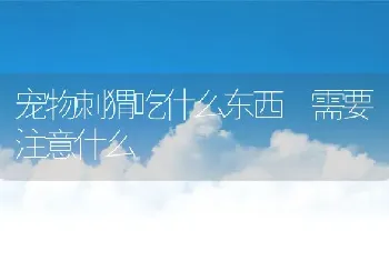 宠物刺猬吃什么东西 需要注意什么