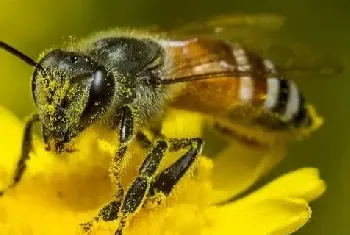 养蜂夏季蜂群管理需要注意的