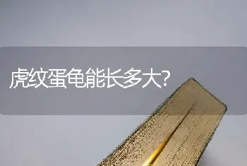 金毛犬是否为大型犬？在济南是否能养？