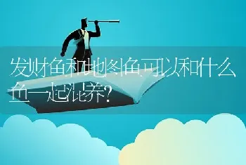 发财鱼和地图鱼可以和什么鱼一起混养？