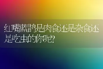 红嘴蓝鹊是肉食还是杂食还是吃虫的你呢？