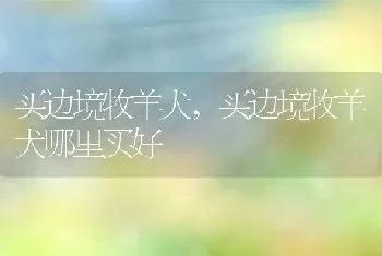 买边境牧羊犬，买边境牧羊犬哪里买好