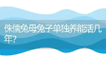 侏儒兔母兔子单独养能活几年？