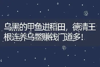 乌黑的甲鱼进稻田，德清王根连养乌鳖赚钱门道多！