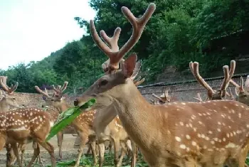 敖东梅花鹿图片