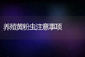 雏鹌鹑的科学饲养方法