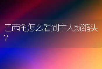 巴西龟怎么看到主人就缩头？