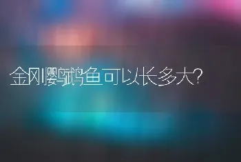 金毛不认人怎么回事？