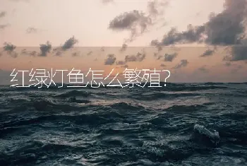 红绿灯鱼怎么繁殖？