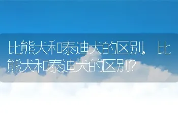 比熊犬和泰迪犬的区别，比熊犬和泰迪犬的区别？