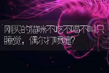 刚买的猫咪不吃不喝不叫只睡觉，偶尔打喷嚏？