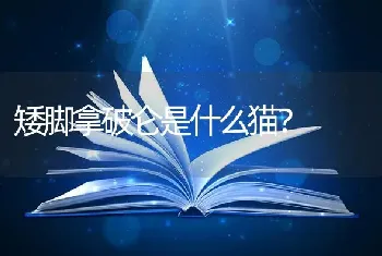 矮脚拿破仑是什么猫？