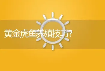 黄金虎鱼养殖技巧？