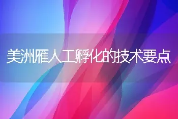 美洲雁人工孵化的技术要点