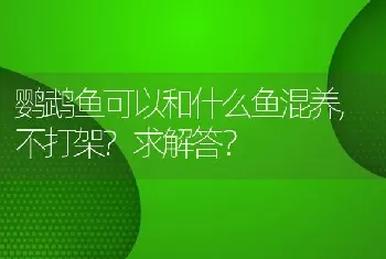 鹦鹉鱼可以和什么鱼混养,不打架？求解答？