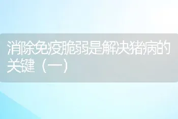 消除免疫脆弱是解决猪病的关键（一）