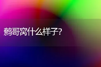 鹩哥窝什么样子？