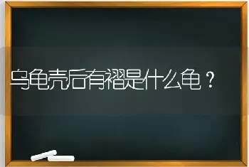 乌龟壳后有褶是什么龟？