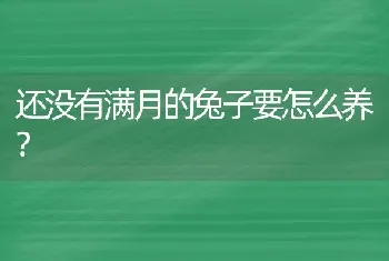 还没有满月的兔子要怎么养？