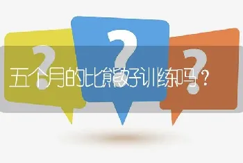 五个月的比熊好训练吗？