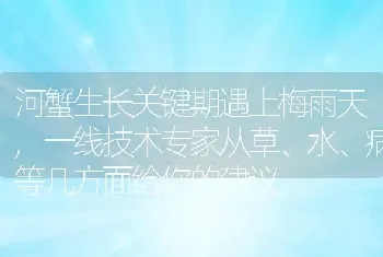 河蟹生长关键期遇上梅雨天,一线技术专家从草、水、病等几方面给你的建议