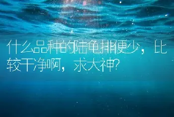 什么品种的陆龟排便少，比较干净啊，求大神？