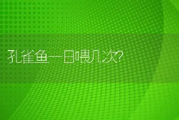 孔雀鱼一日喂几次？