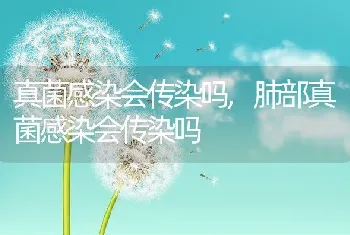 仓鼠要洗澡吗，宠物仓鼠要洗澡吗