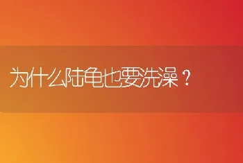 为什么陆龟也要洗澡？