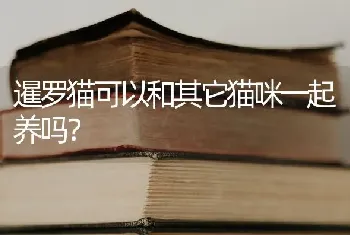 暹罗猫可以和其它猫咪一起养吗？