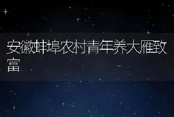 安徽蚌埠农村青年养大雁致富