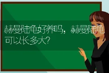 养吉娃娃是养公狗好还是母狗好？