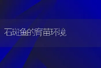 石斑鱼的育苗环境