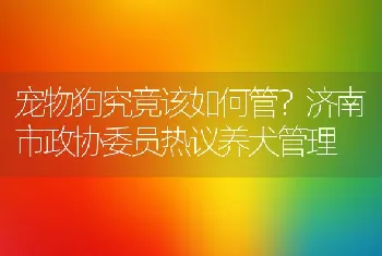 宠物狗究竟该如何管？济南市政协委员热议养犬管理