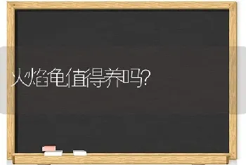 火焰龟值得养吗？