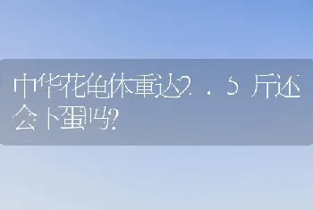 中华花龟体重达2.5斤还会下蛋吗？