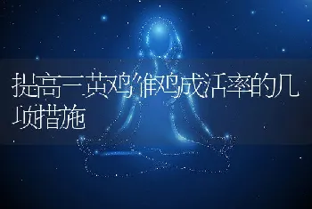 提高三黄鸡雏鸡成活率的几项措施