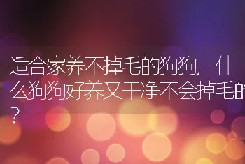 适合家养不掉毛的狗狗，什么狗狗好养又干净不会掉毛的？