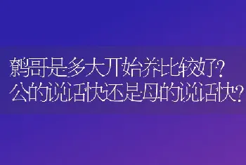 鹩哥是多大开始养比较好?公的说话快还是母的说话快？